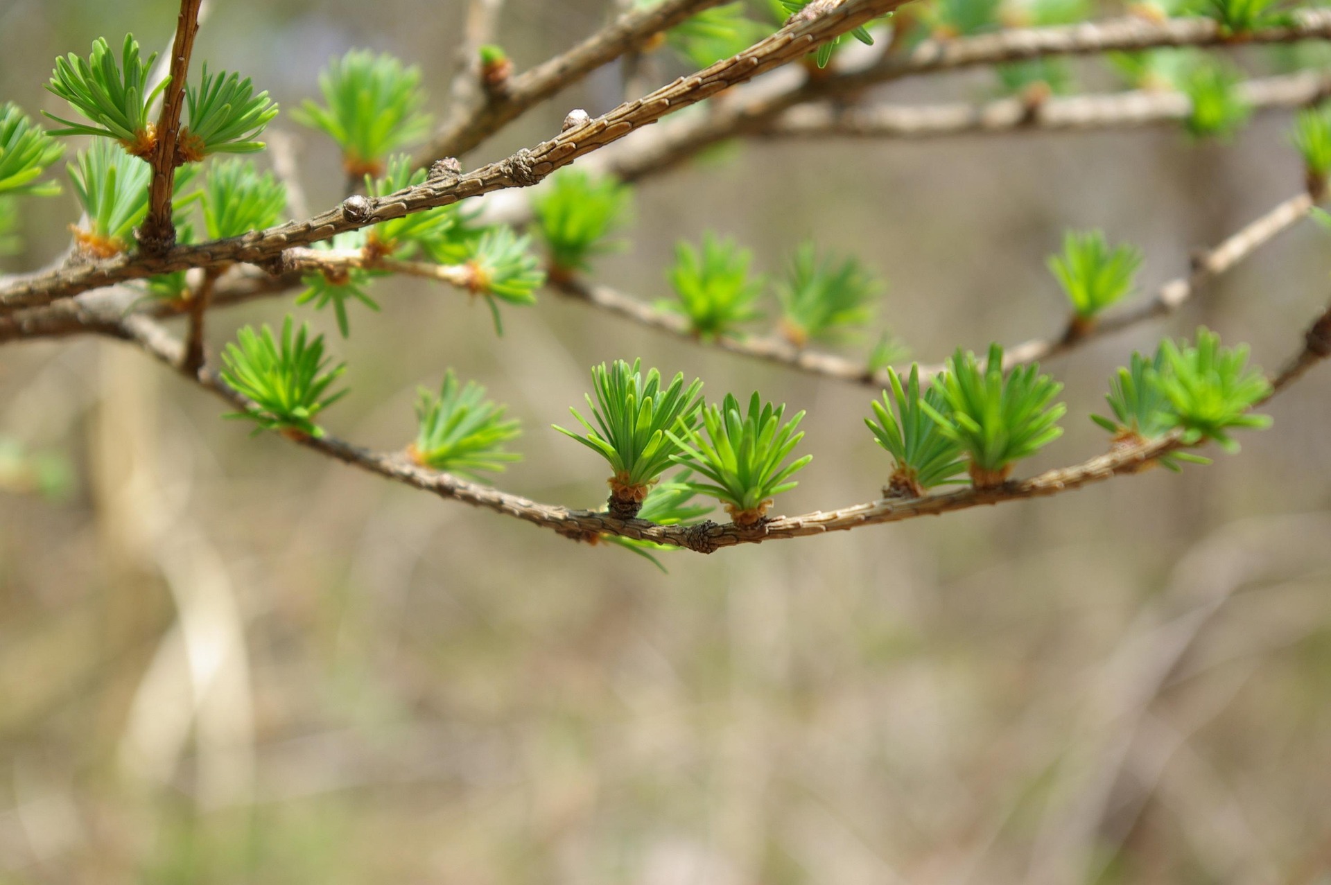 Fresh green foliage on tree branches